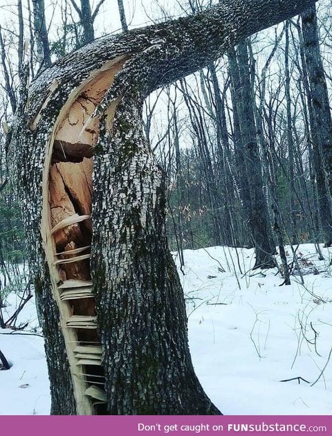 Wind cracked tree