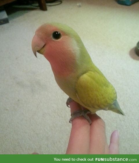 Cutest lovebird ever