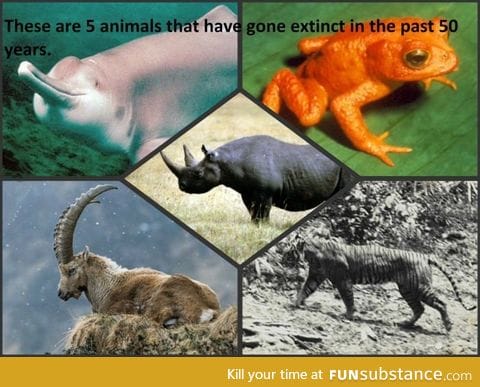 Before arguing about round/flat earth, argue about how we can prevent animal extinction!