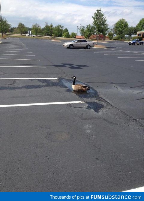 Always be optimistic. Like this goose