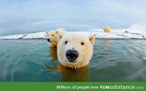 Day 460 of your daily dose of cute: Polar Olar bears