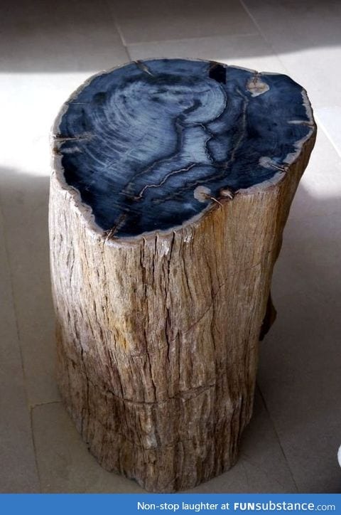 Log from a fossilized tree