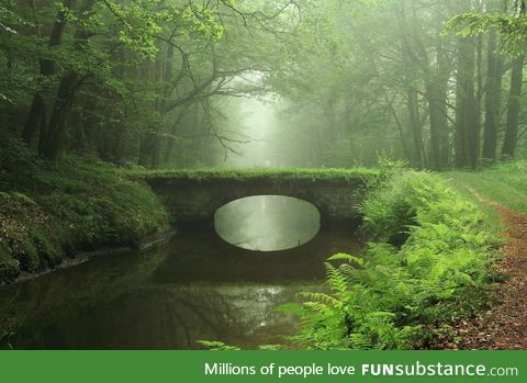 Bridge in the forest