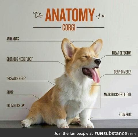 Corgi Anatomy