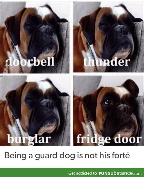 Guard dog