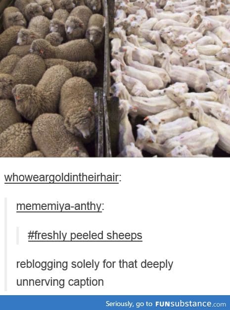 Freshly peeled sheep