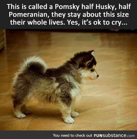 Pomsky