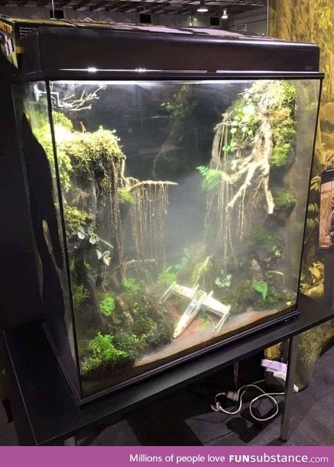 From-Terrarium geek - May the force be with you