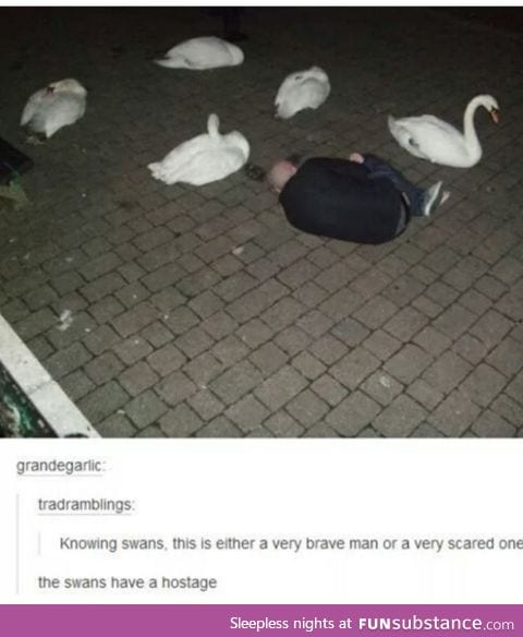 Are swans really that bad tho?