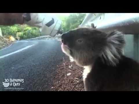 Cyclist makes friends with koala by sharing his water