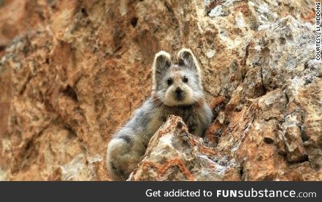 Native to China, an endangered mammal known as the lli pika