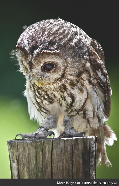 Why do owls get sad? Because no one gave a hoot