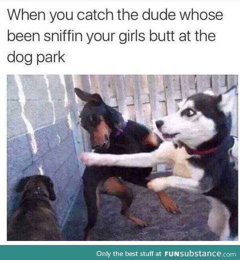 Dog fight