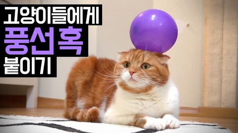 When You Stick Balloons On Cats, You Get Non-Stop Hilarity