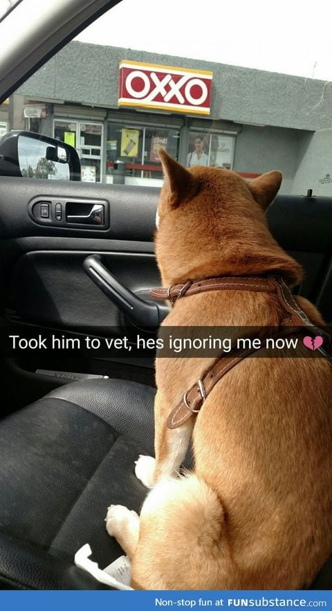 The dog hates vets