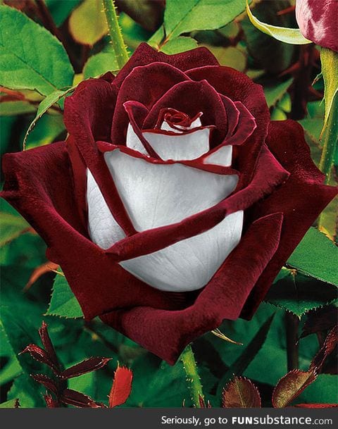 Beautiful Osiria Rose