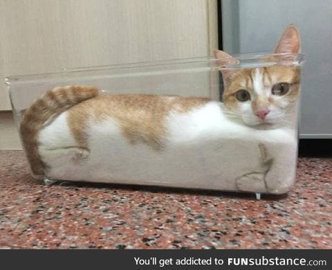 More proof that cats are liquid