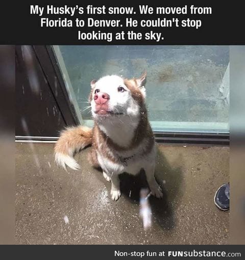 Every husky deserves to see snow