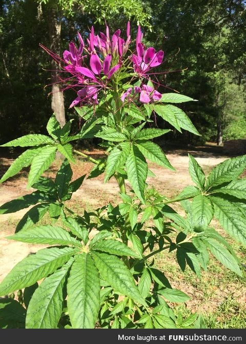 Want to screw with your neighbors? Grow 'Spider Flower', it looks like marijuana.