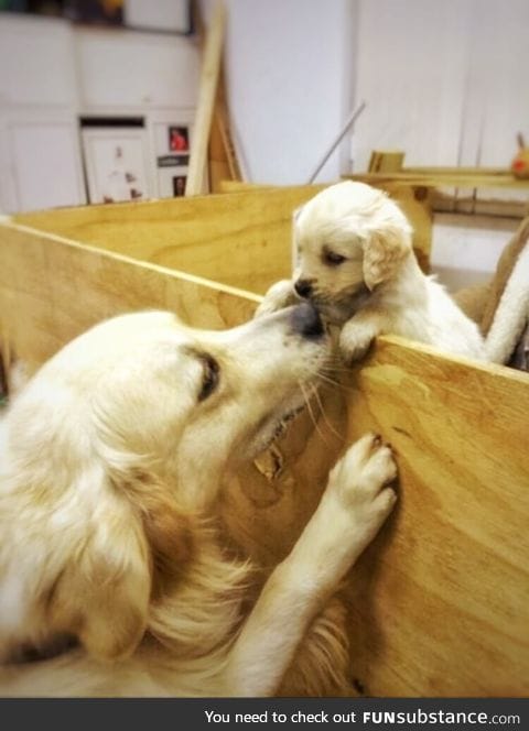 A little Golden Retriever puppy saying hello to her mother