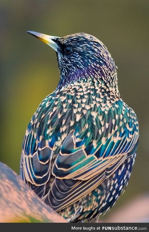 Starling