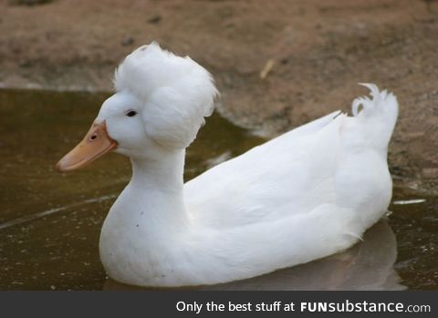 This duck has a better hairdo than mine!