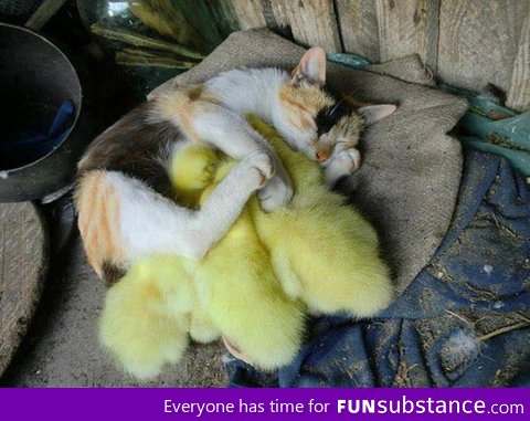 A cat sleeping with baby ducks