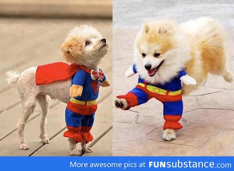 Cute super dog costume