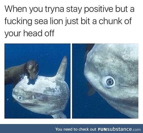 Goddamnit, sea lion