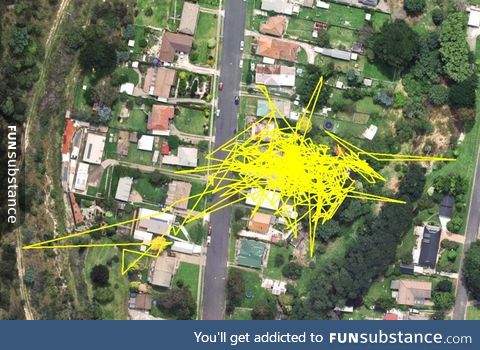 A cat's movements for one day recorded via GPS