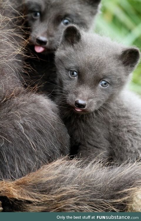 Day 536 of your daily dose of cute: His eyes!!! Awww