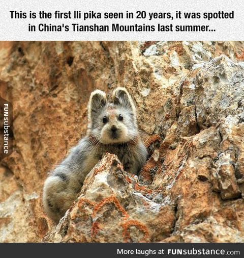 The first lli pika seen in 20 years