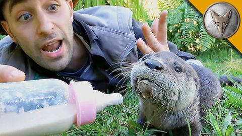 Little Orphan Otter!