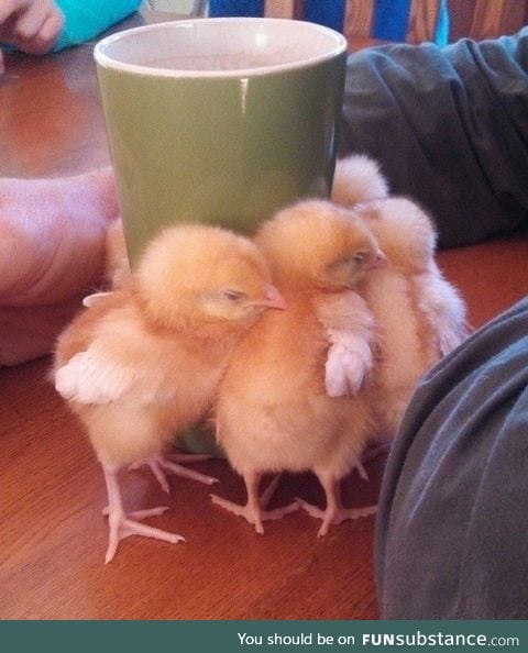 These baby chicks want to warm themselves up