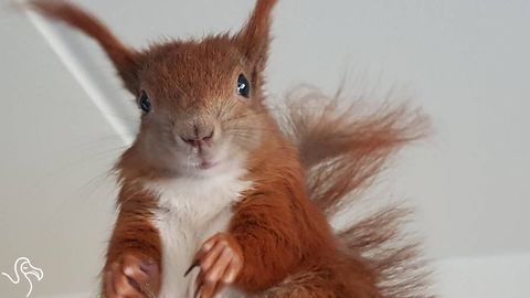 Man rescues a baby squirrel and shares his life with him