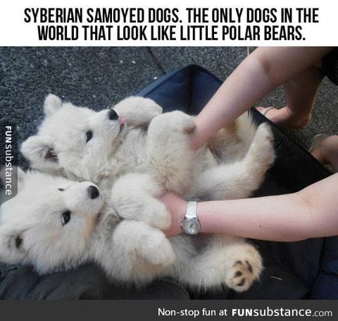 Little polar bears