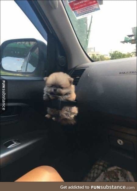 Pup holder