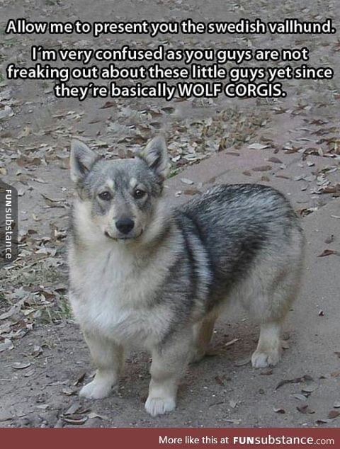 Swedish Vallhund