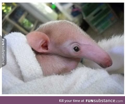 This baby anteater looks like Dewy from Malcolm in the Middle