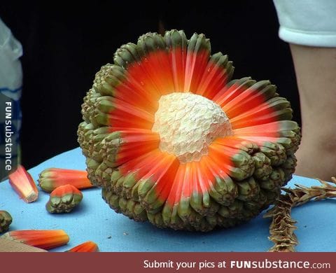 The amazing Hala fruit