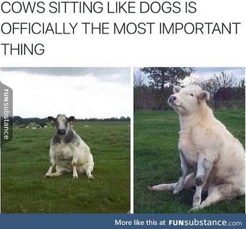 The cow on the right looks so done