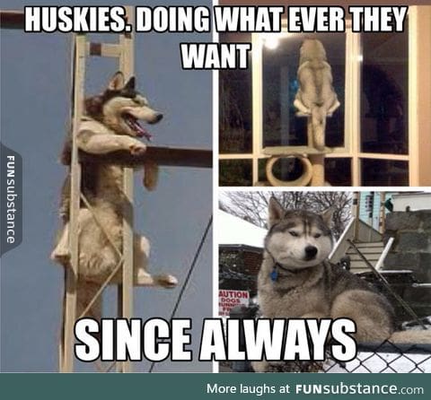 Truth about huskies