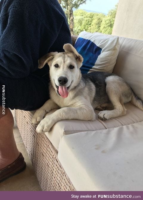 Half husky and half golden retriever