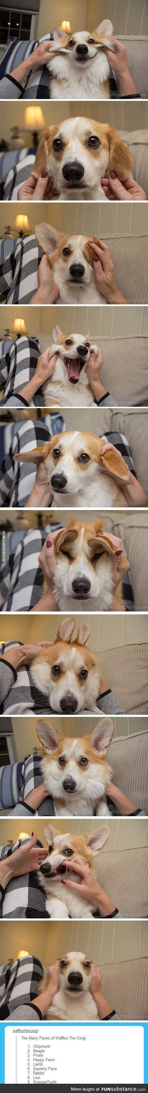 The many faces of a corgi