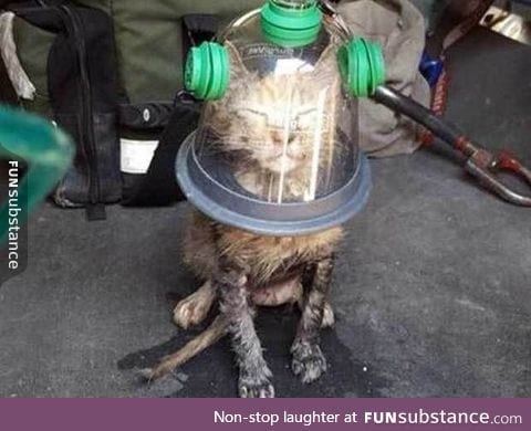 Cat wearing a special oxygen mask after being rescued from a house fire