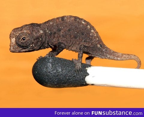 A super tiny Chameleon