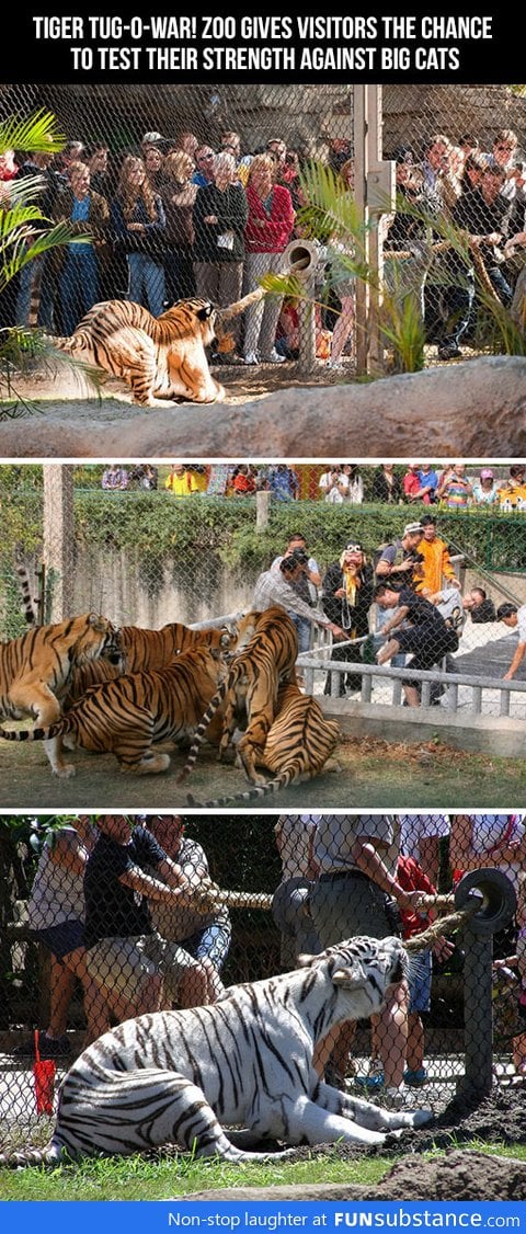 Tiger tug-o-war