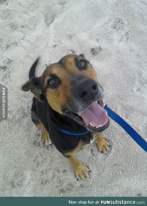 ver hapy beach pupper