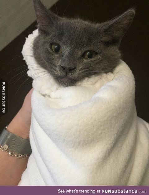 ordr up 4 xl purrito