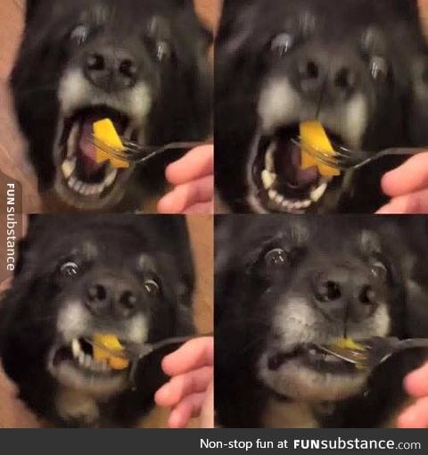 old doggo does a hunger